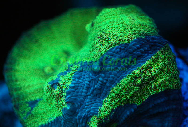 Cornbred's Predators Blood Chalice - WYSIWYG