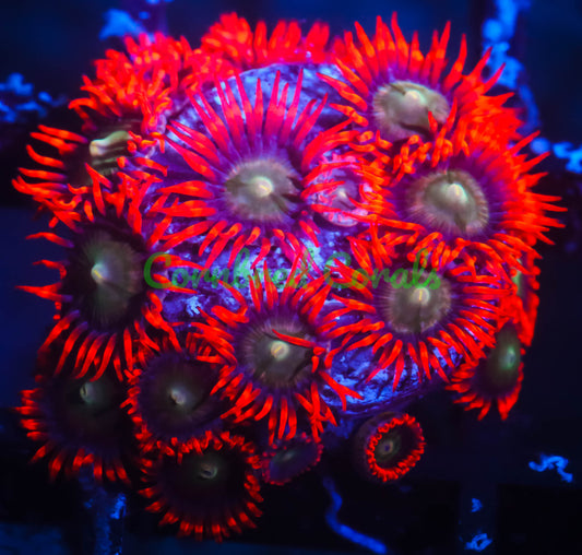 Cornbred's Psycho Zoas