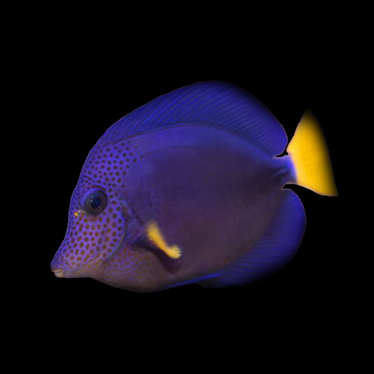 Purple Tang - Red Sea