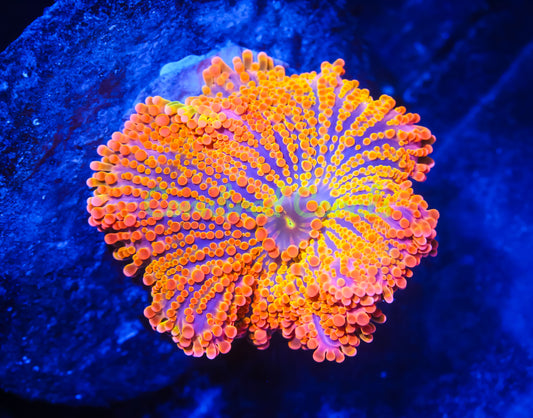 Cornbred's Rainbow Croc Yuma Mushroom