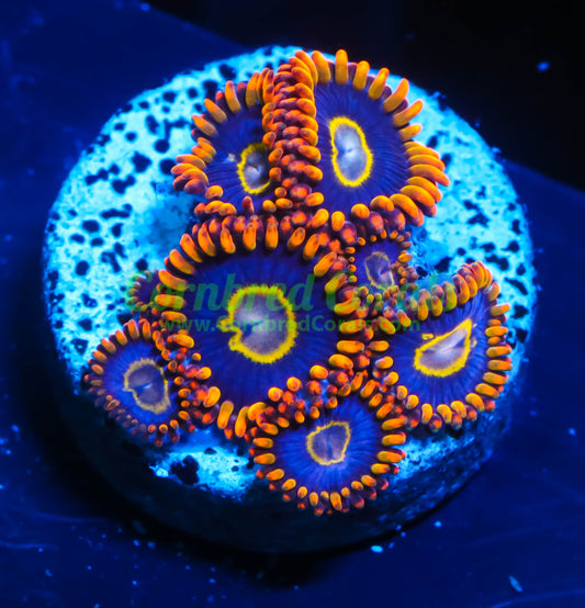 Cornbred's Rainbow Hornet Zoas