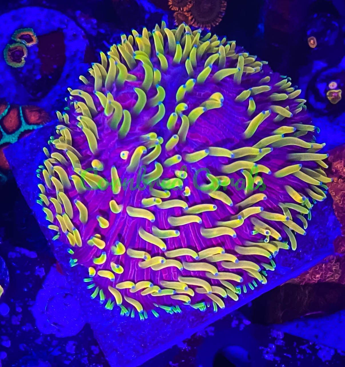 Cornbred's Rainbow Insano Diaseris Plate - WYSIWYG
