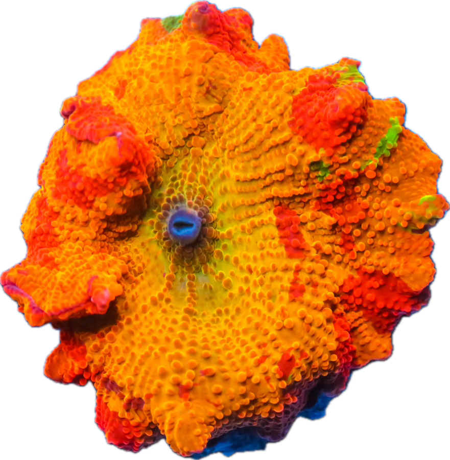 Cornbred's Rainbow Jawbreaker Mushroom - WYSIWYG