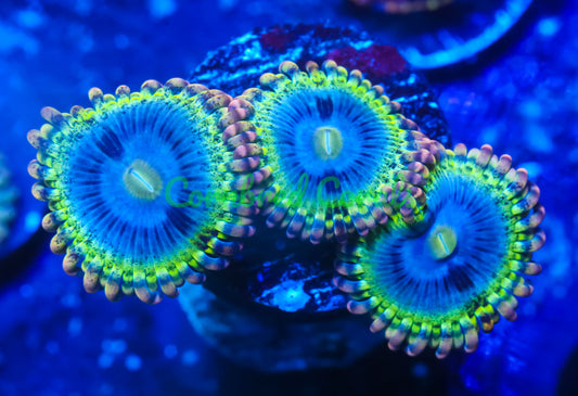 Cornbred's Rainbow Rhino Palys