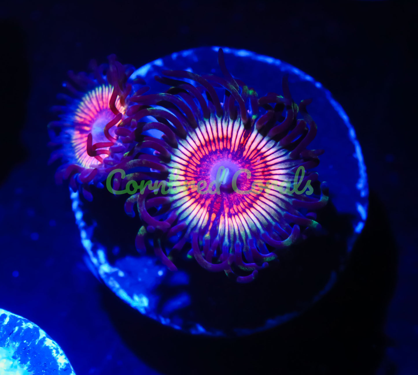 Cornbred's Rainbow Slayer Palys