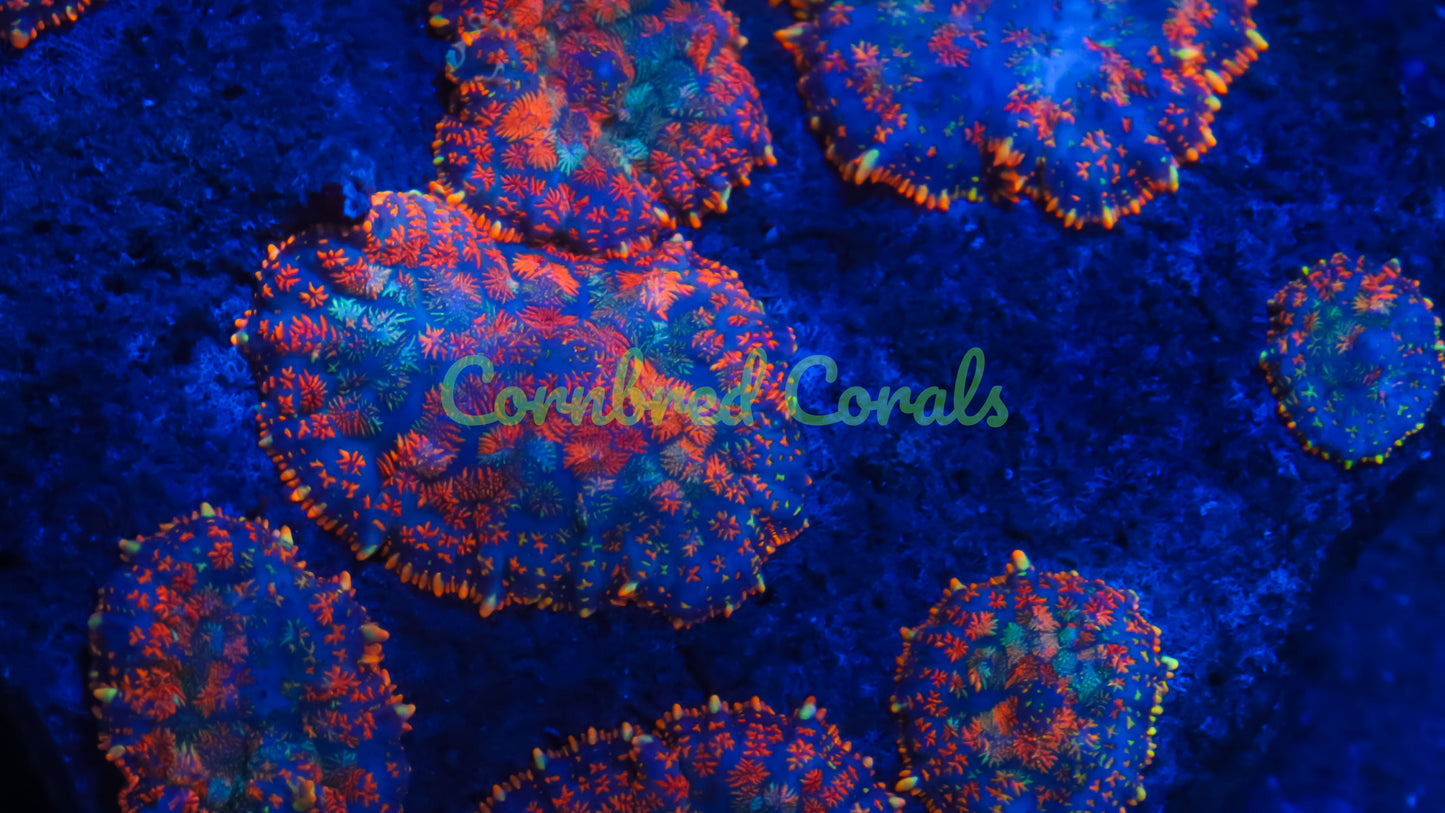 Cornbred's Rainbow Starburst Mushroom