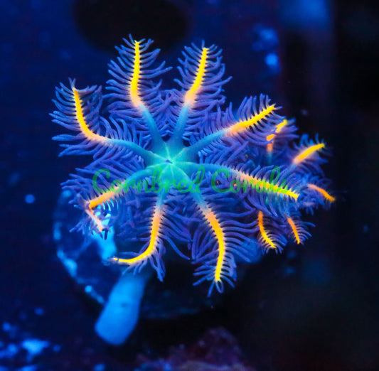 Cornbred's Rasta Clove Polyps