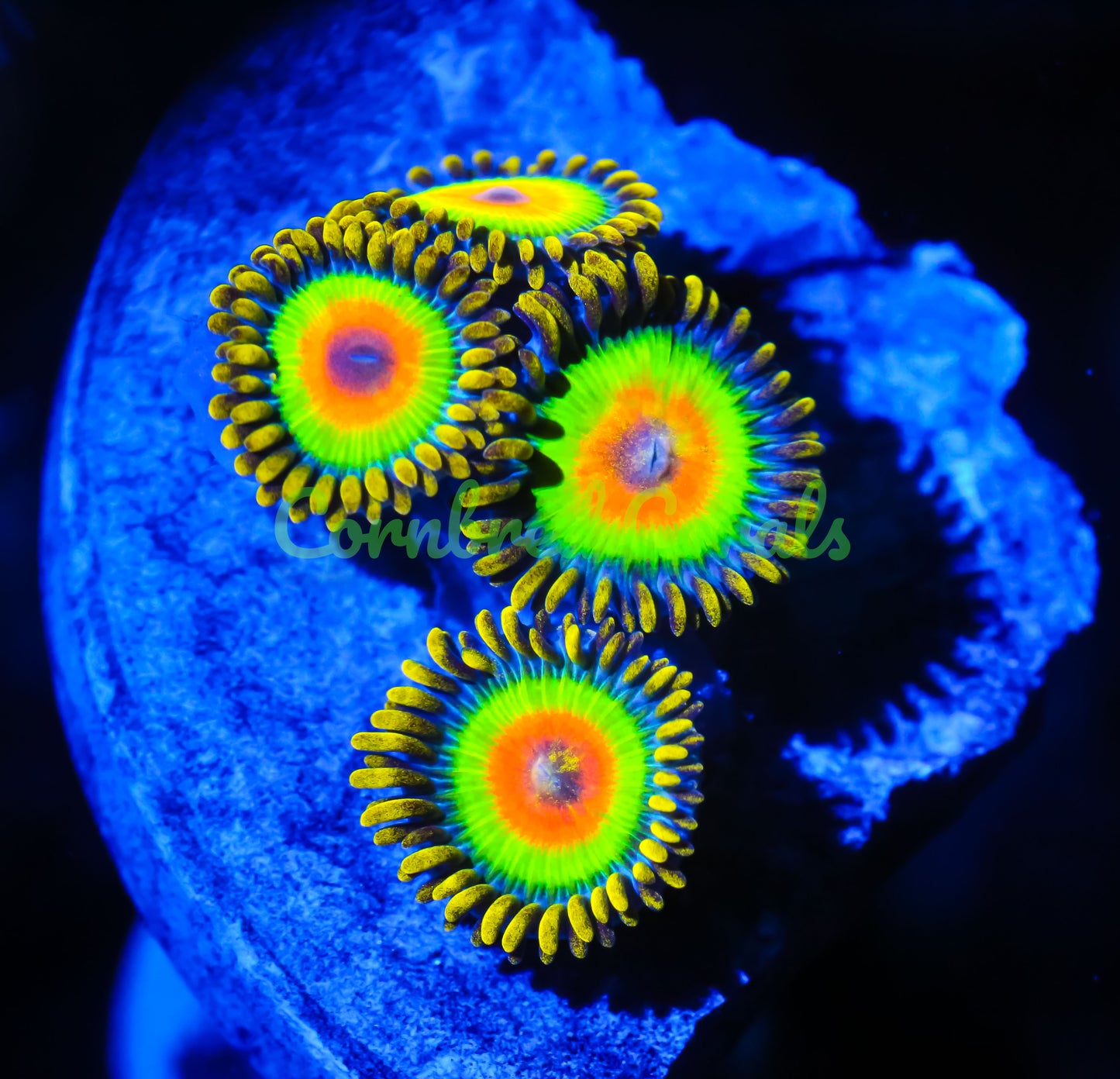 Cornbred's Rastas Zoas