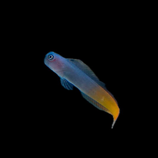 Bicolor Blenny - Sri Lanka
