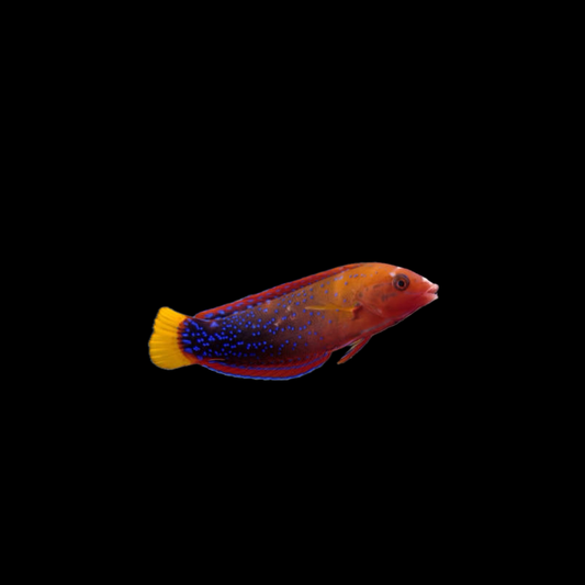 Red Coris Wrasse