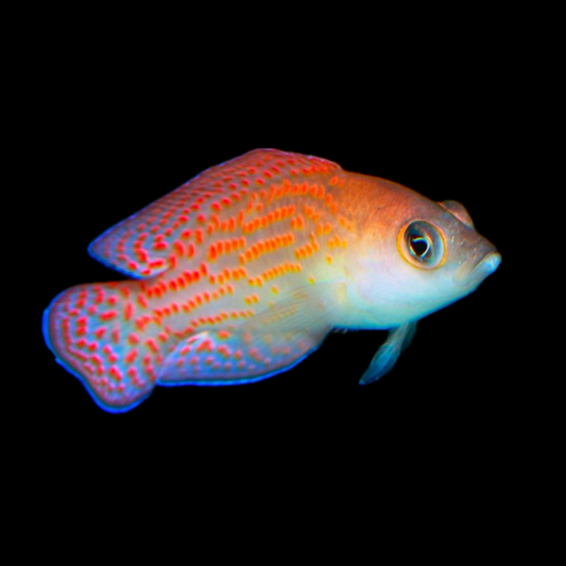 Red Spotted Dottyback - Indonesia