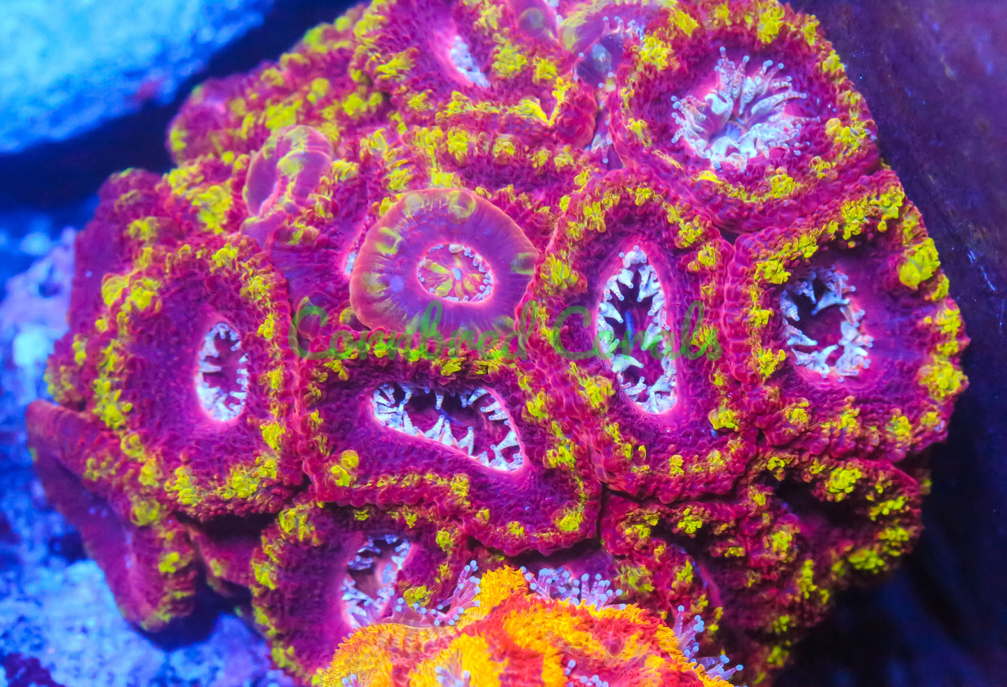 Cornbred's Ring of Fire Acan - WYSIWYG