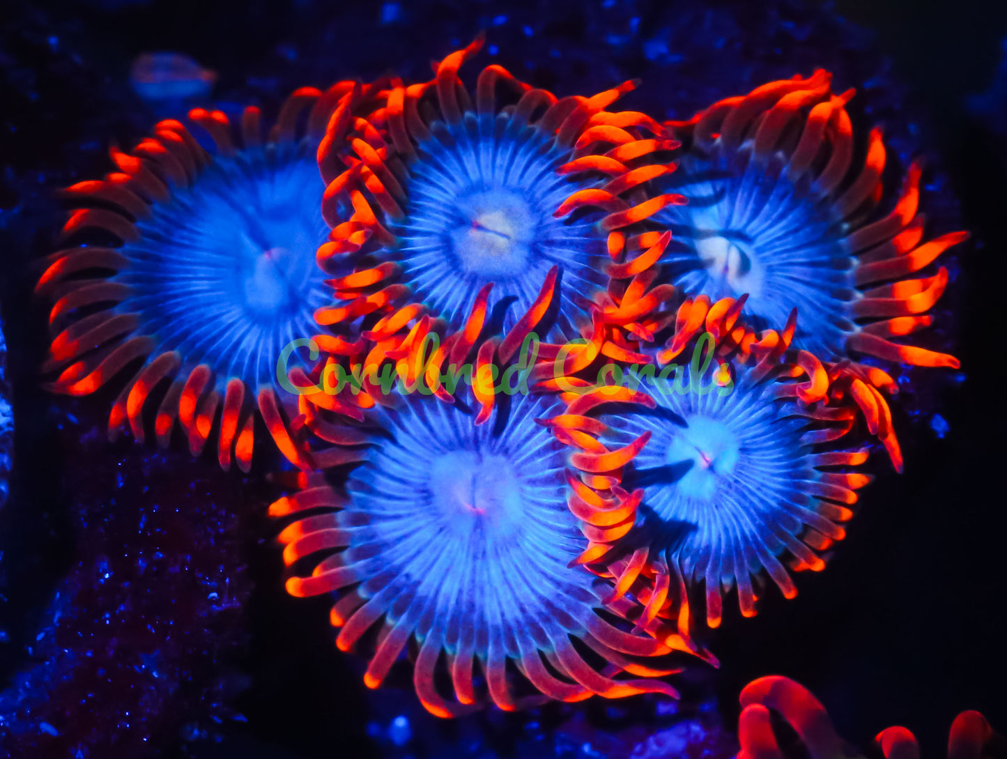 Cornbred's Rocket Power Palys