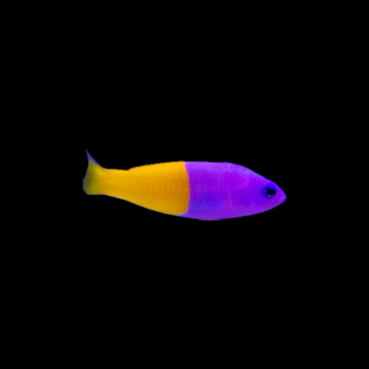 Royal Dottyback
