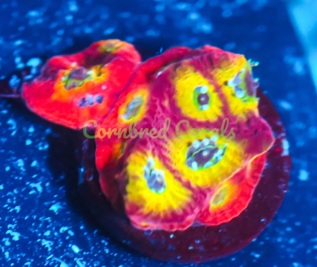 Cornbred's Flame Boi Favia - Frag - LIVE CORAL