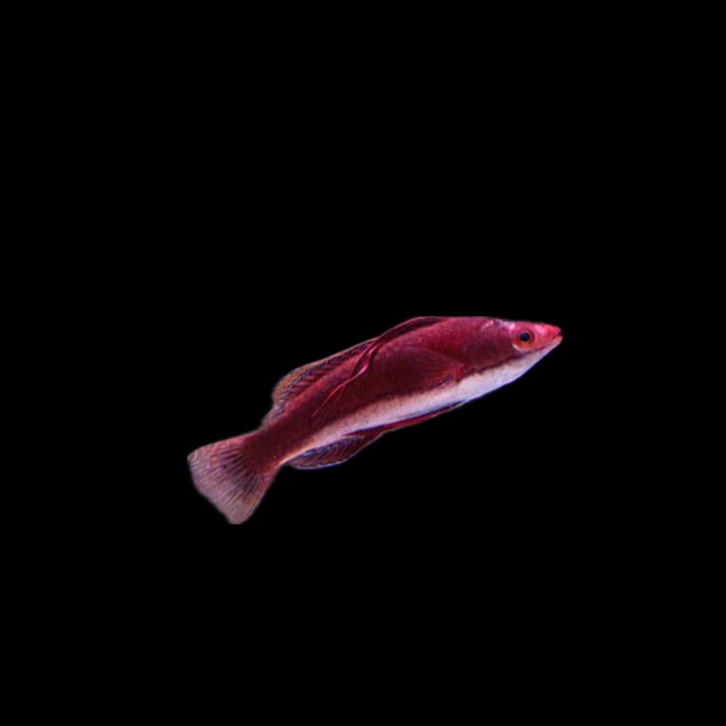 Sailfin Fairy Wrasse