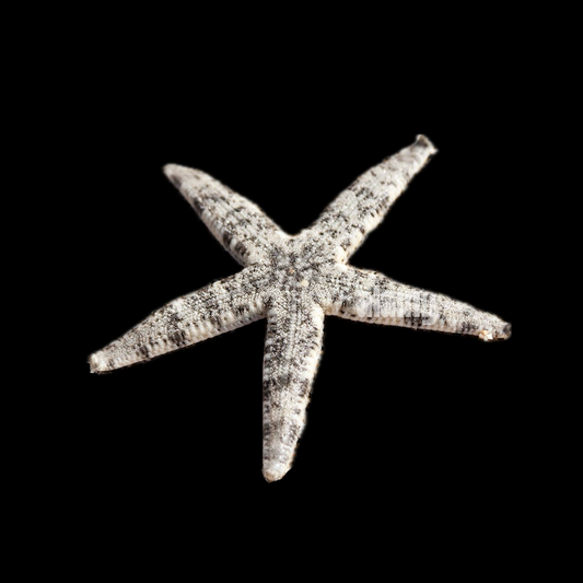 Sand Sifting Star Fish