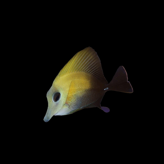 Scopas Hybrid Tang