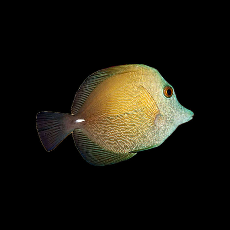 Scopas Tang
