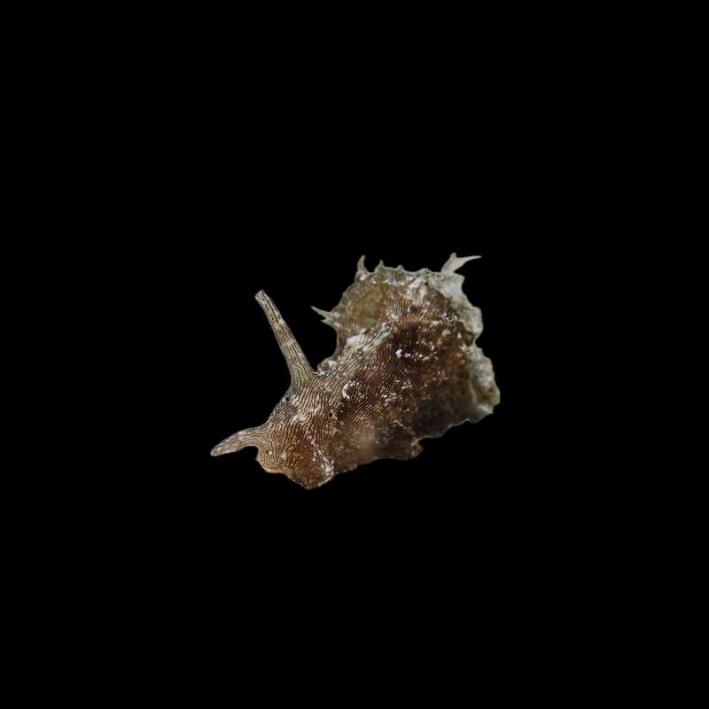 Sea Hare