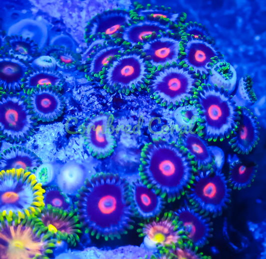 Cornbred's Sea Monster Zoas