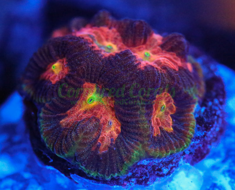 Cornbred's Shock Wave Maze Brain – Cornbred Corals