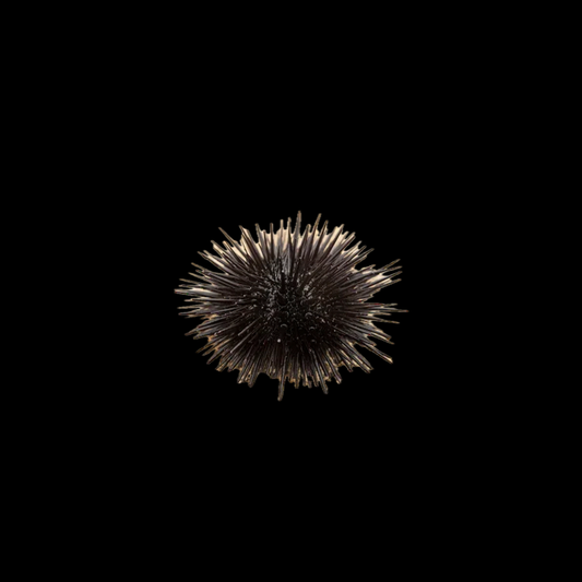 Short Spiney Urchin