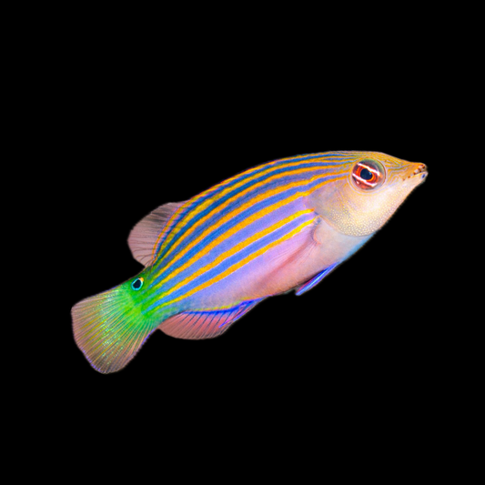 Sixline Wrasse