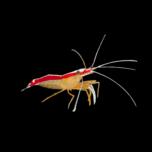 Skunk Cleaner Shrimp