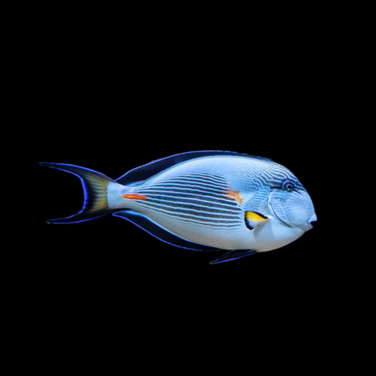 Sohal Tang - Red Sea