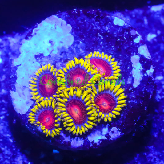 Cornbred's Spitfire Zoas