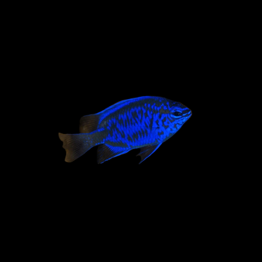 Springeri Damselfish