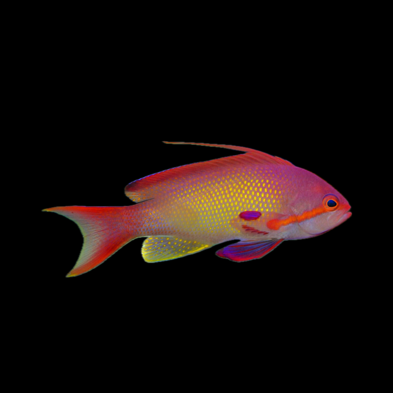Squamipinnis Anthias - Male