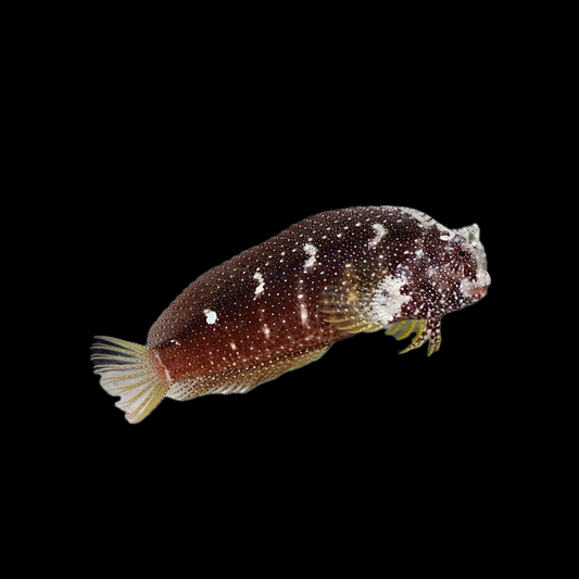 Starry Blenny