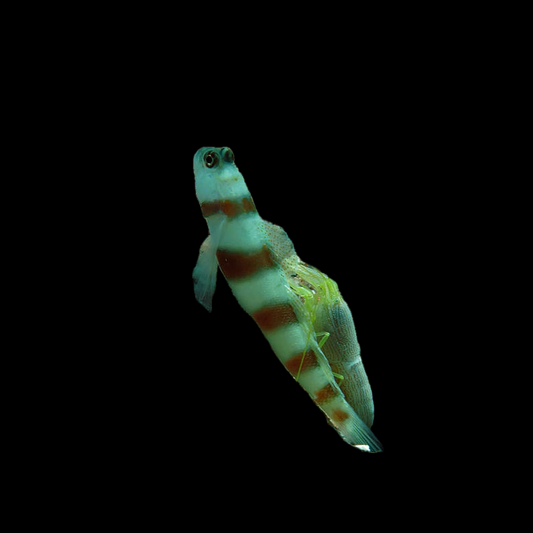 Steinitz Shrimp Goby