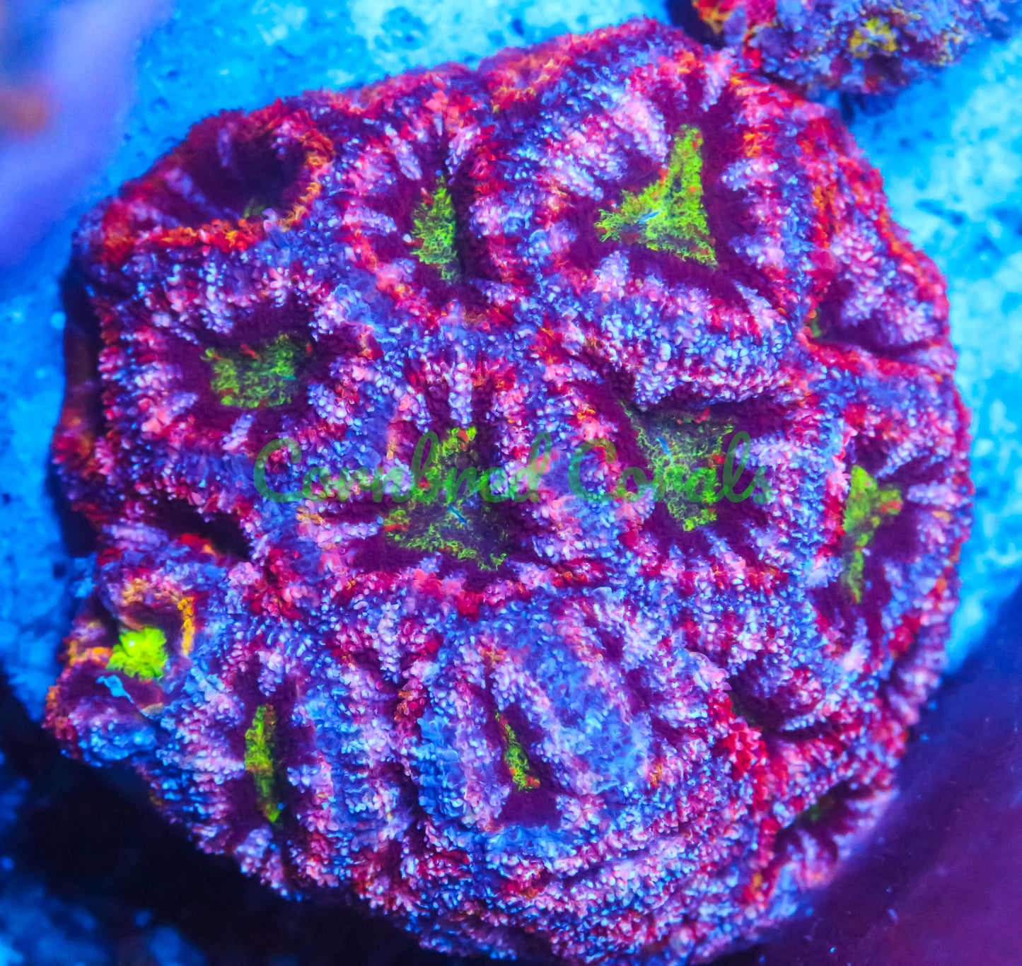 Cornbred's T-Rex Acan