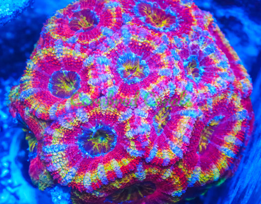 Cornbred's Ultimate Pink Panther Acan