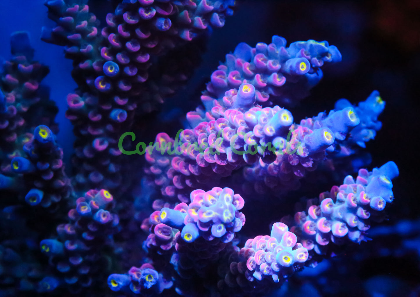 Cornbred's Unicorn Poop Acro