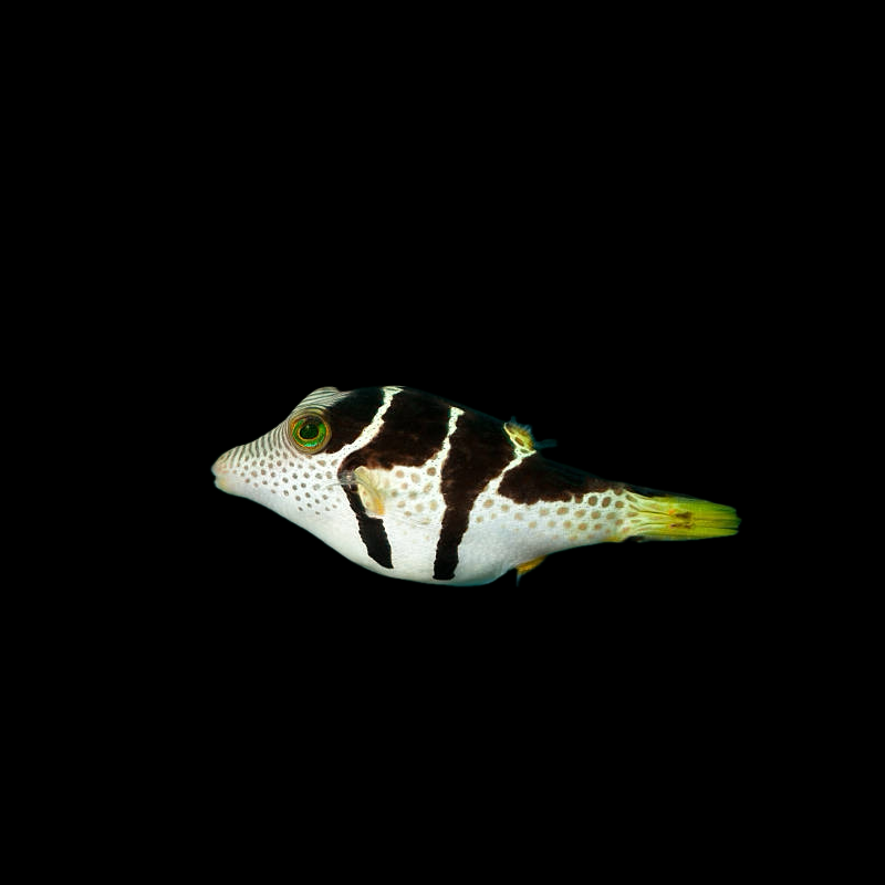 Valentini Saddle Puffer Fish