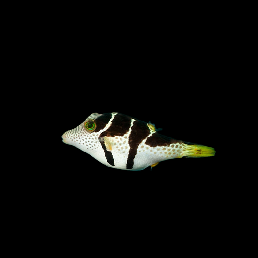 Valentini Saddle Puffer Fish
