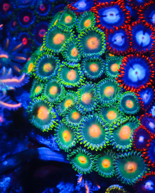 Cornbred's Vitamin C Zoas