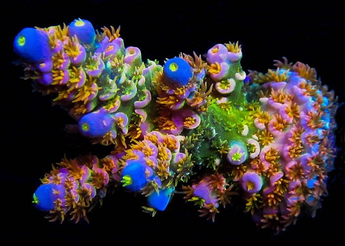 Cornbred's Walt D Acro - WYSIWYG