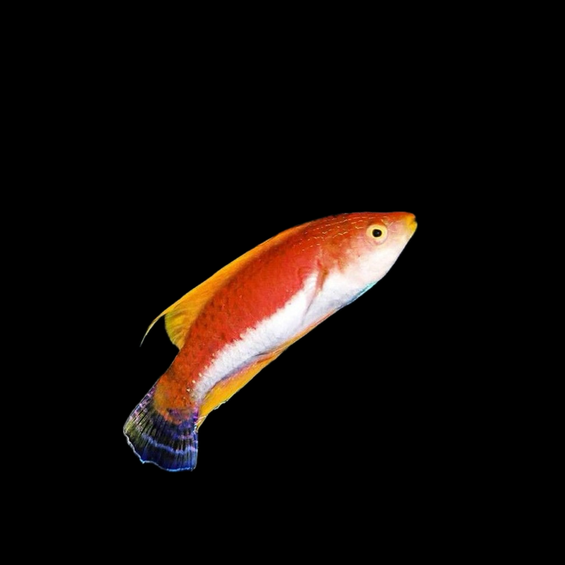 Whipfin Fairy Wrasse