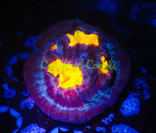 Cornbred Presents WWC's Sundrop Mycedium Chalice