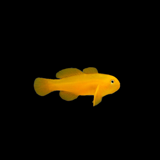 Yellow Clown Goby