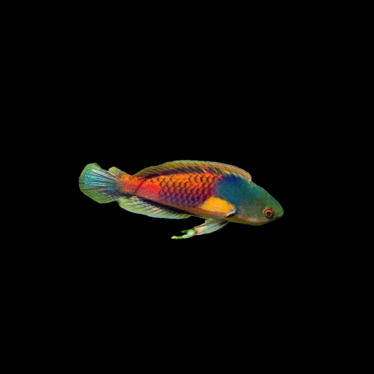 Yellow Flanked Fairy Wrasse
