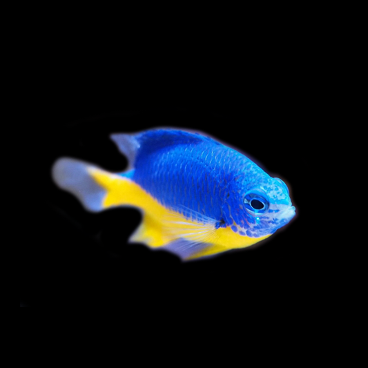 Yellowtail Blue Damselfish - Indonesia