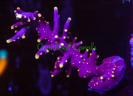 Cornbred's Yellow Lambo Acro