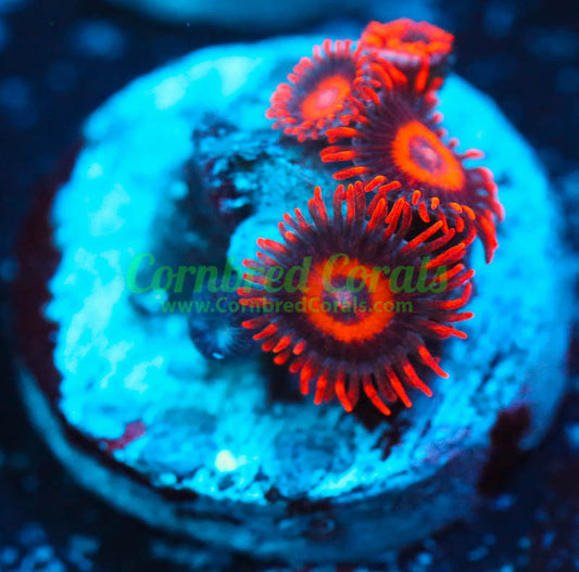 Cornbred's Orange Hornet Zoas