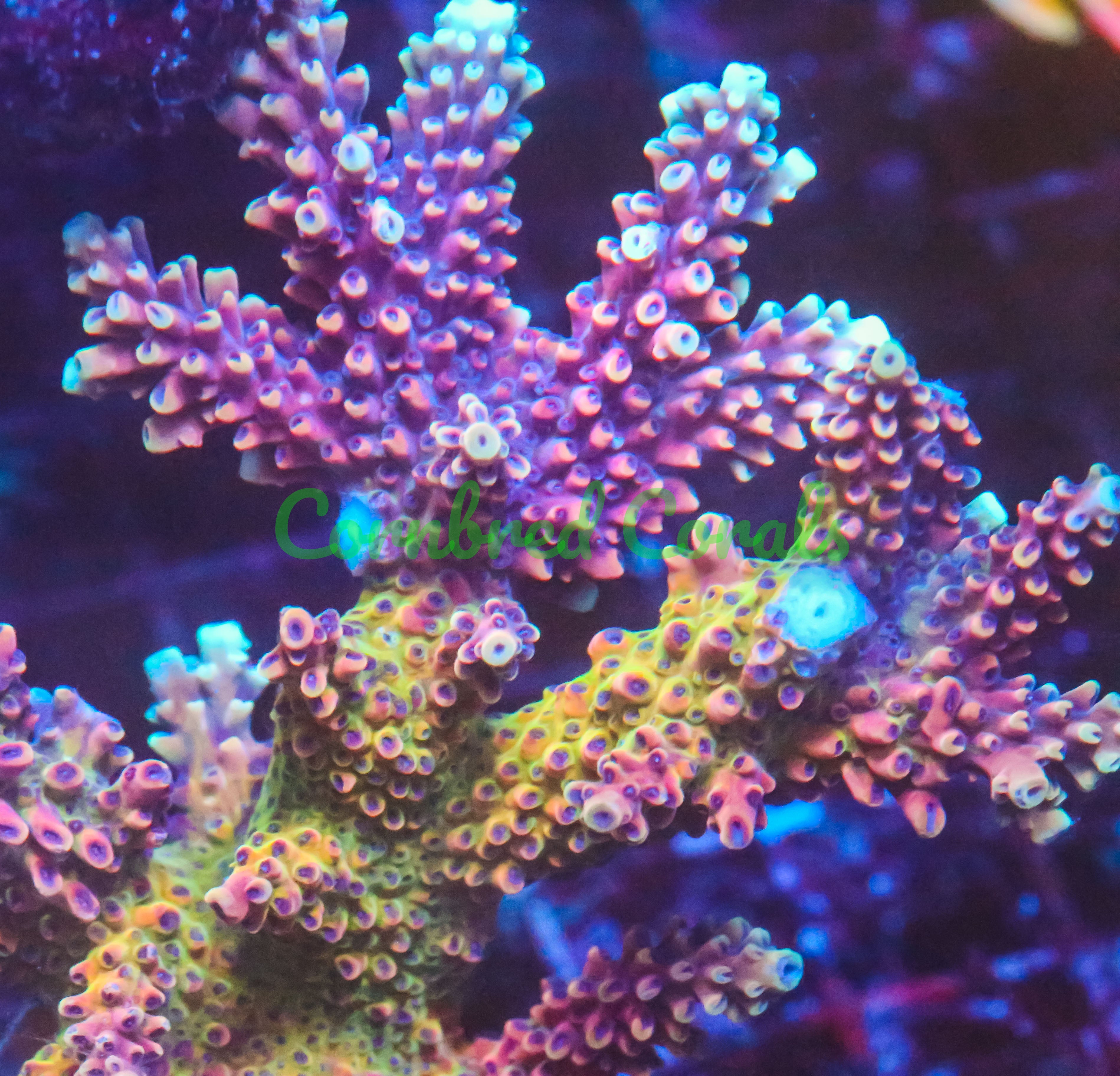 Cornbred Presents RR's Pink Cadillac Acro – Cornbred Corals